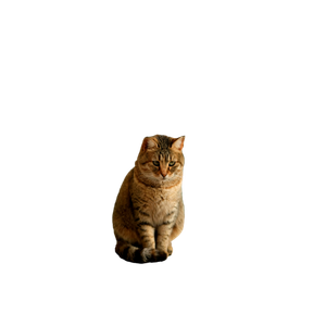 A Relaxed Cat Sitting Inside On A Wooden Shelf Next To A Window, Enjoying The Calm Indoors. 19963 - Cat PNG image with transparent background